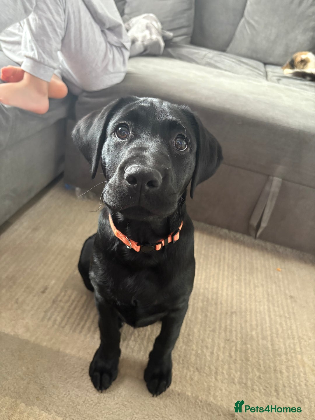 Labrador Retriever dogs for sale: 13 week old Labrador puppy  - Advert 4