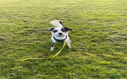Mixed Breed dogs for adoption: Urgent Foster To Adopt Buddy 🚨  - Image 8