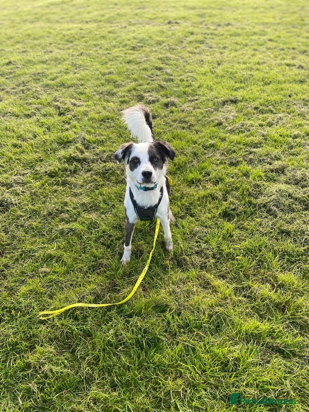 Mixed Breed dogs for adoption: Urgent Foster To Adopt Buddy 🚨  - Image 8