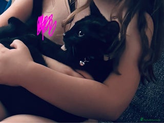 Mixed Breed cats - Advert 26