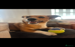 Jack Russell dogs for stud: My Gorgeous blue merle miniature jack  - Image 4