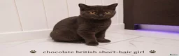 British Shorthair cats for sale: Chocolate British Shorthair Girl - Advert 1