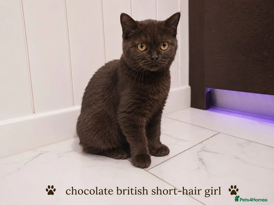 British Shorthair cats for sale: Chocolate British Shorthair Girl - Advert 1