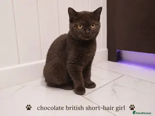 British Shorthair cats Chocolate British Shorthair Girl - Advert 12