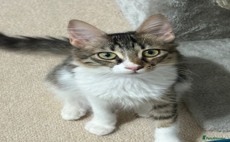 Mixed Breed cats - Advert 6