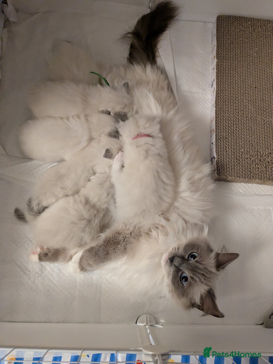 Ragdoll cats for sale: Beautiful GCCF Registered Ragdoll Kittens  🐾 - Advert 4