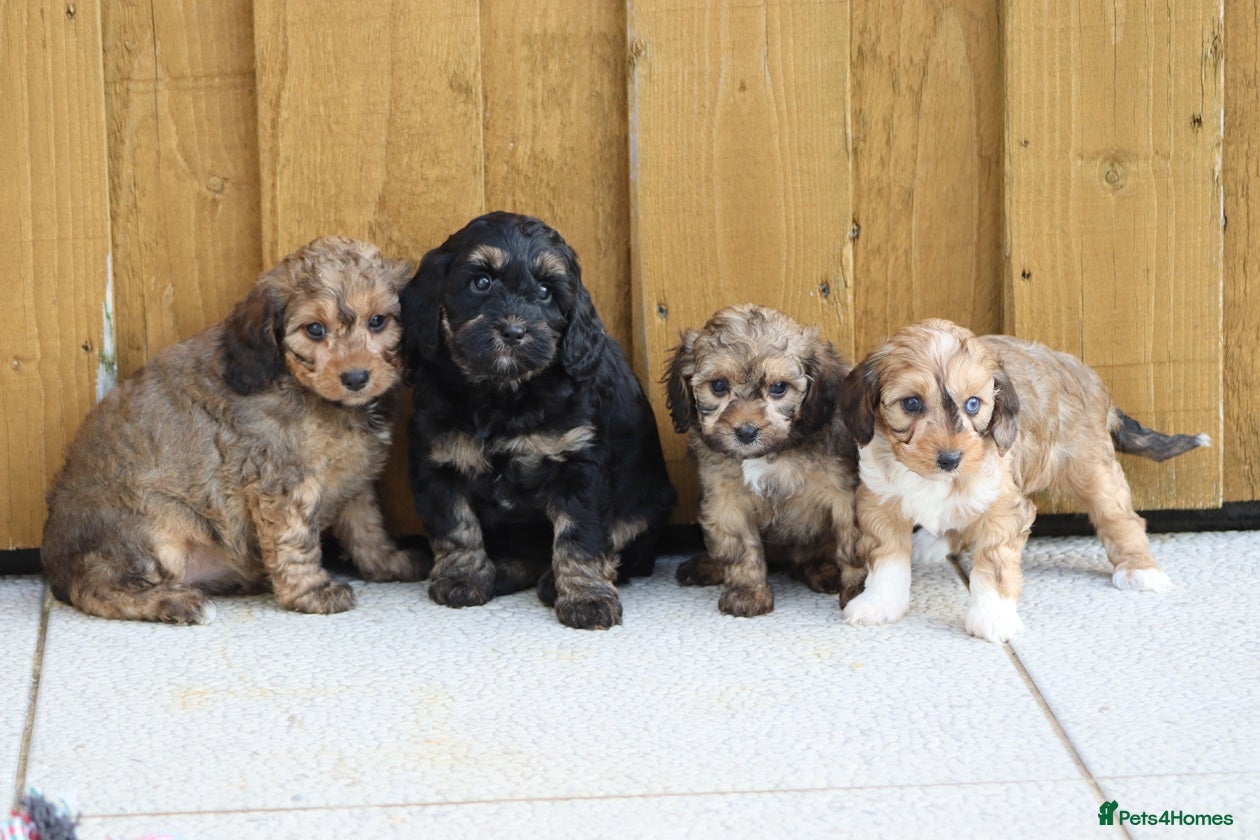 Cockapoo dogs Cockapoo puppies for sale!  - Advert 1