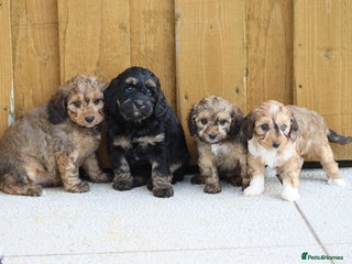 Cockapoo dogs Cockapoo puppies for sale! - Advert 1