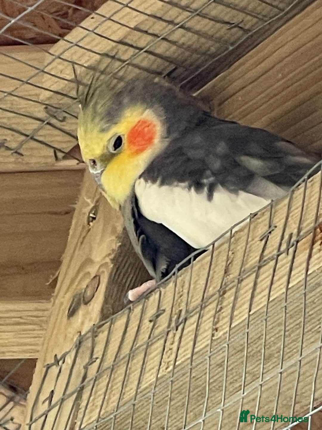 Cockatiels birds for sale: Cocatiels x6 - Image 3
