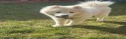 Samoyed dogs for sale: Samoyed puppy for sale in Nottingham - Advert 1