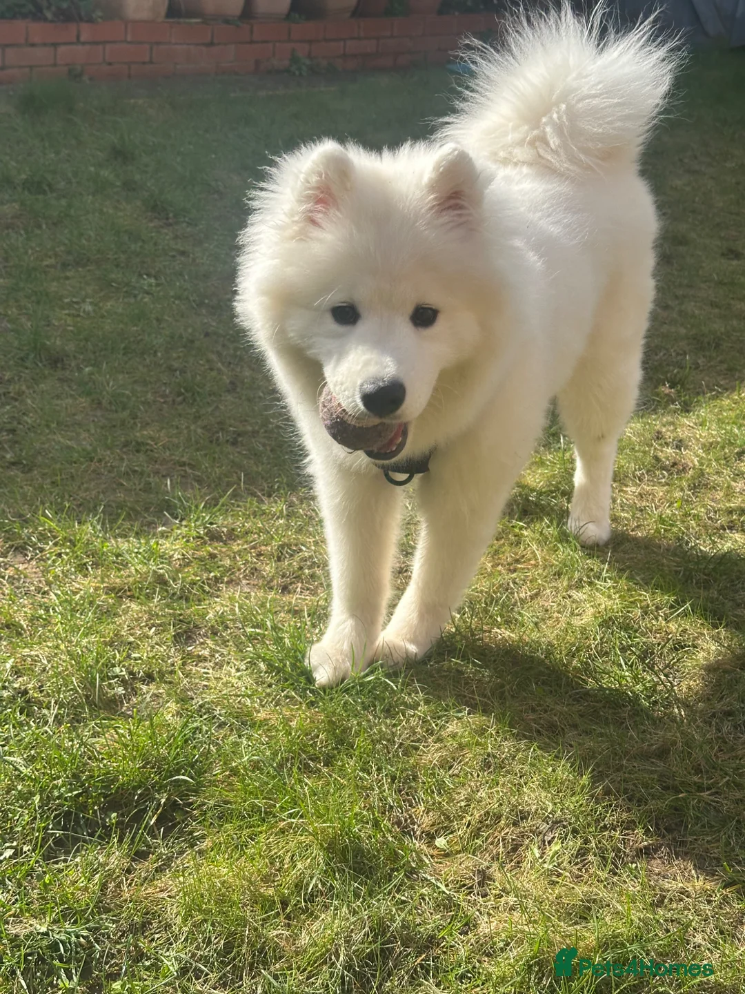 Samoyed dogs for sale: Samoyed puppy for sale in Nottingham - Advert 1