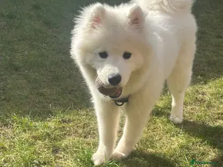 Samoyed dogs Samoyed puppy for sale - Advert 1
