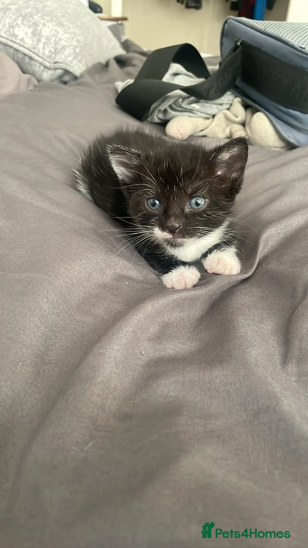 Mixed Breed cats for sale: 2 female kittens  in Weymouth - Advert 5