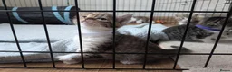 Mixed Breed cats for sale: 3x girl kittens  in Halstead - Advert 10