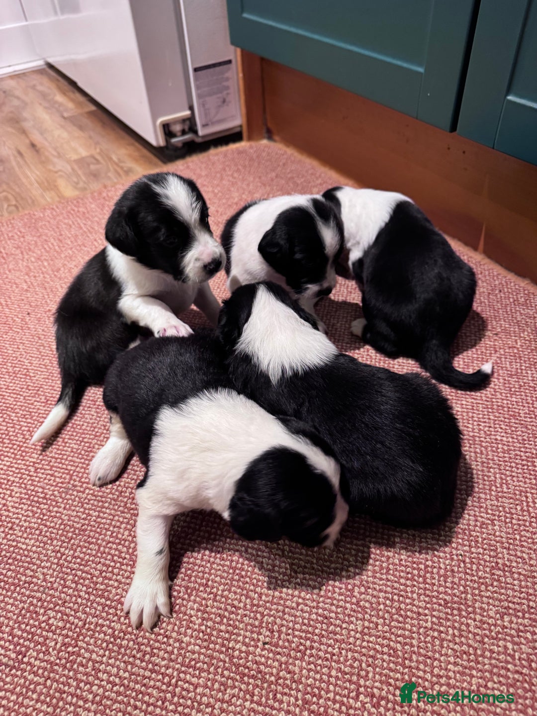 Sprollie dogs for sale: 6 beautiful Sprollie pups  - Image 1