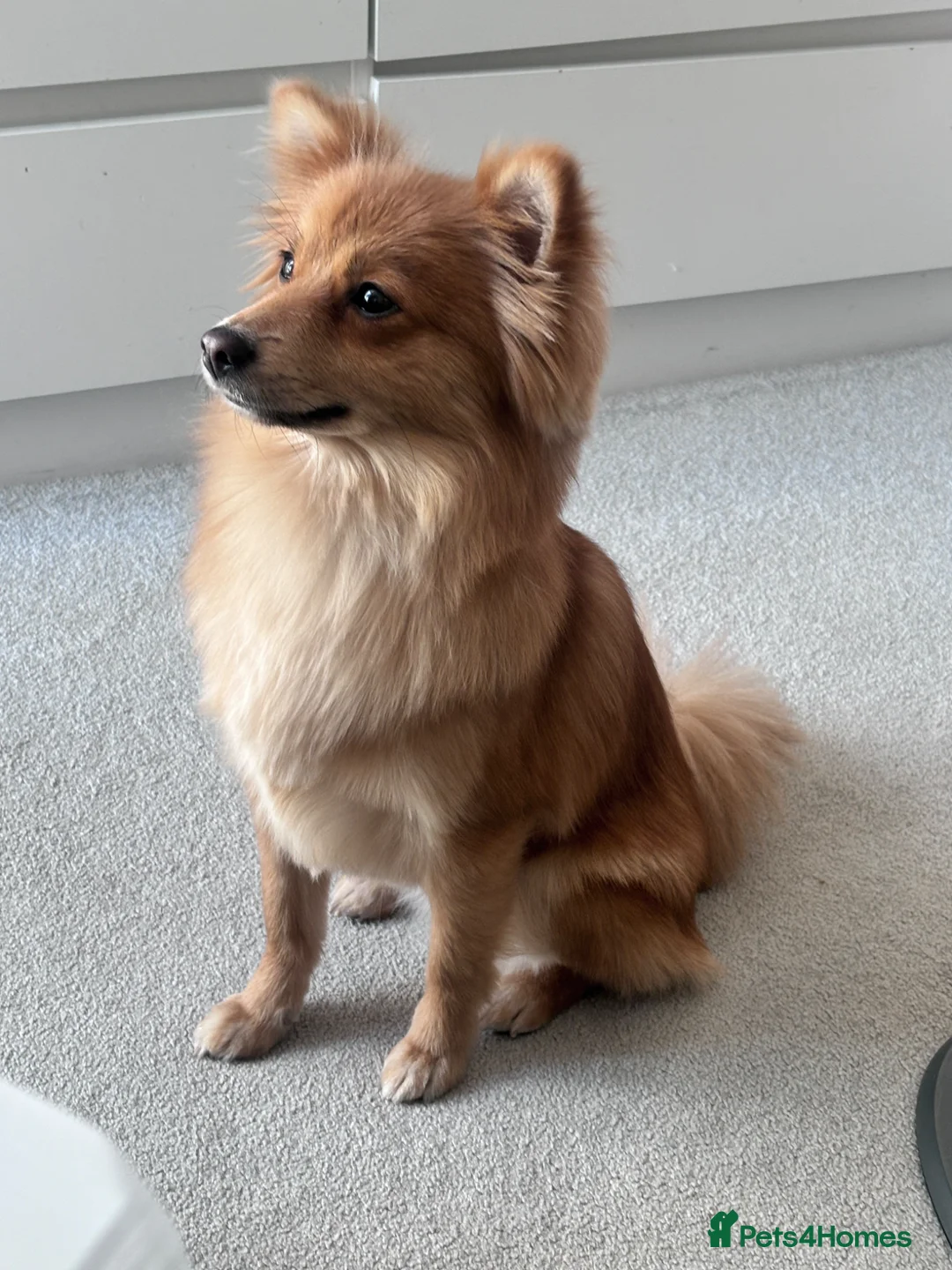 Mixed Breed dogs for sale: Spitz  - Advert 1
