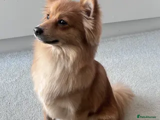 Mixed Breed dogs Spitz - Advert 1