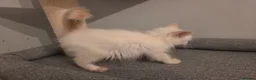 Ragdoll cats for sale: GCCF Ragdoll Kittens - Ready Now (Pet or Active) - Advert 31