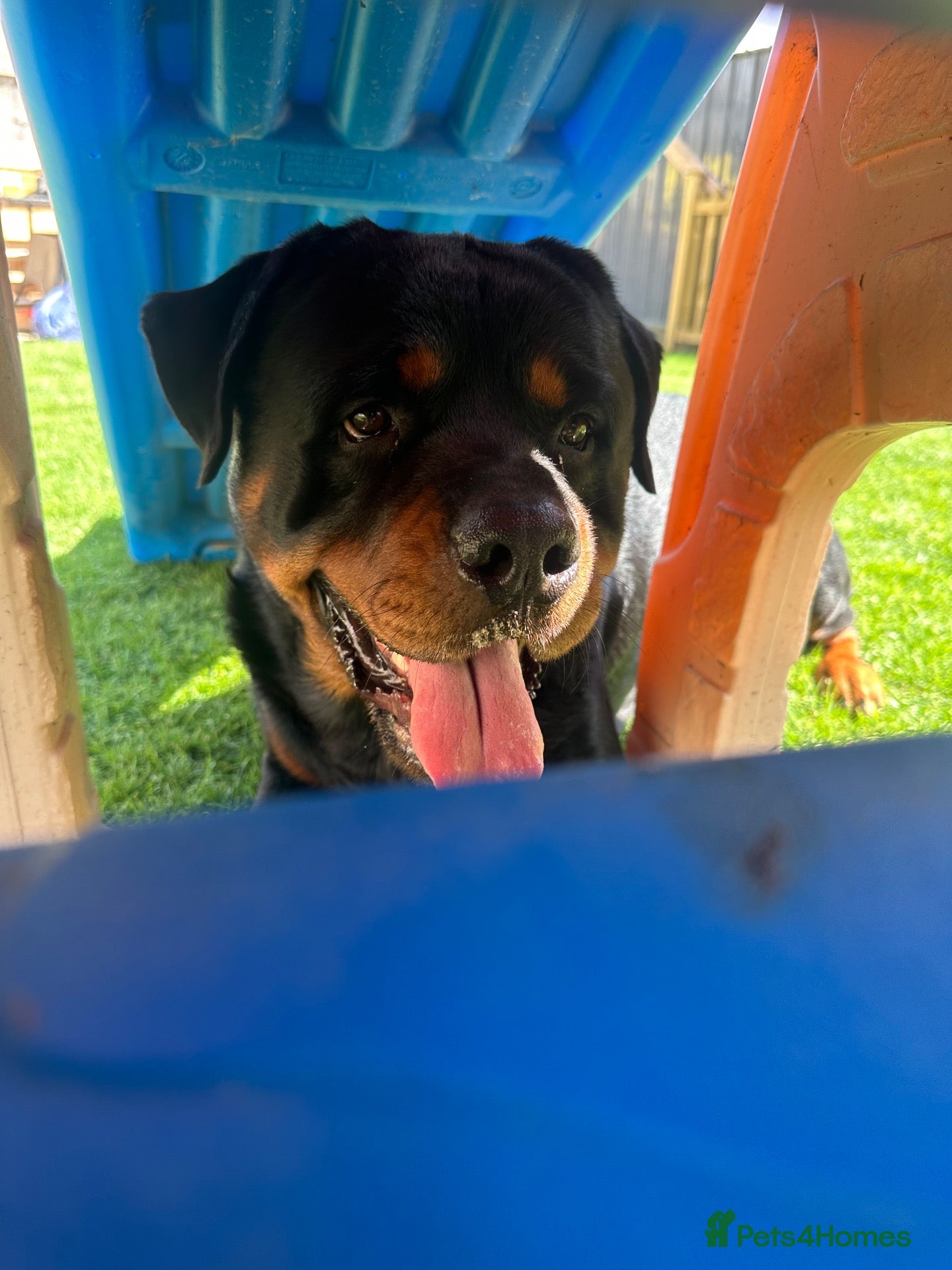 Rottweiler dogs Male Rottweiler STUD - Advert 3