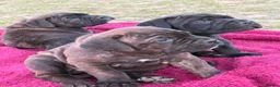Mixed Breed dogs for sale: Cane Corso x Dogue de Bordeux stunning litter of 9 in Pulborough - Advert 33
