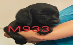 Goldador dogs for sale: Lovely Goldendor / Goldador Puppies - Image 9