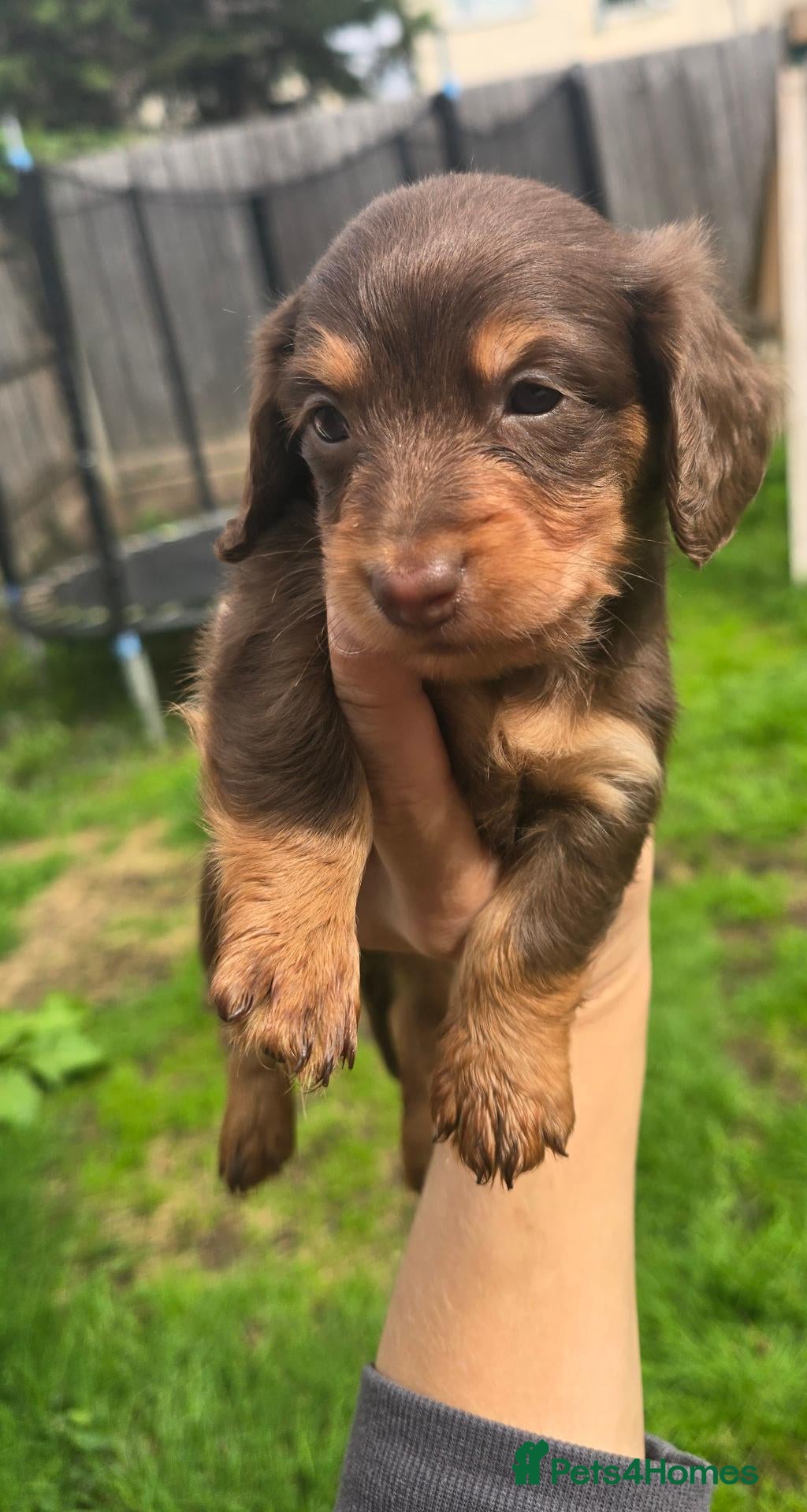 Miniature Dachshund dogs 2 Boys to be reserved  - Advert 2