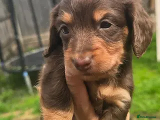 Miniature Dachshund dogs 2 Boys to be reserved - Advert 6