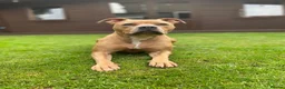 Staffordshire Bull Terrier dogs for sale: Champagne Staffordshire Terrier  - Advert 4