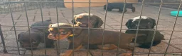 Cocker Spaniel dogs for sale: Kc registered working cocker spaniel puppies in Rotherham - Advert 18