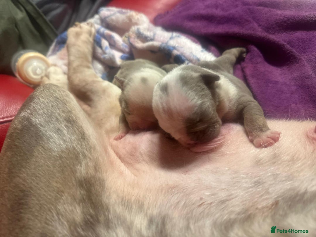 English Bulldog dogs for sale: 3 beautiful English bull dogs - Advert 5