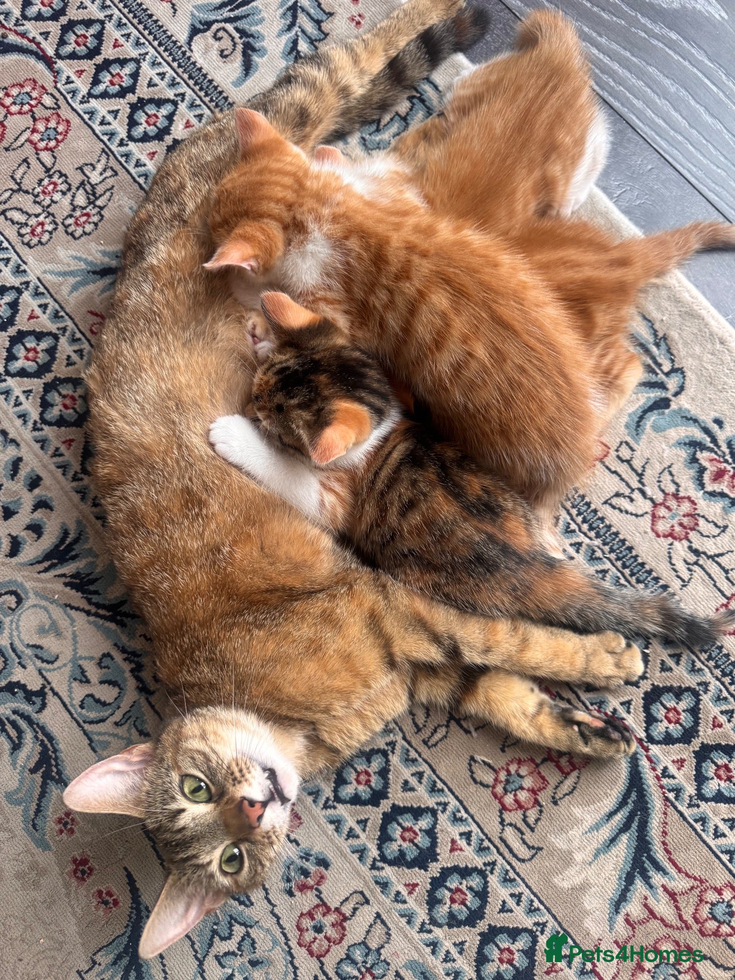 Mixed Breed cats Lovely kittens  - Advert 1