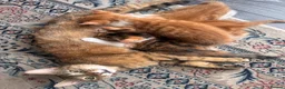 Mixed Breed cats for sale: Lovely kittens  - Advert 1
