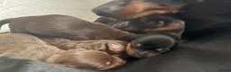 Miniature Dachshund dogs for sale: Miniature dachshund puppies - Advert 30