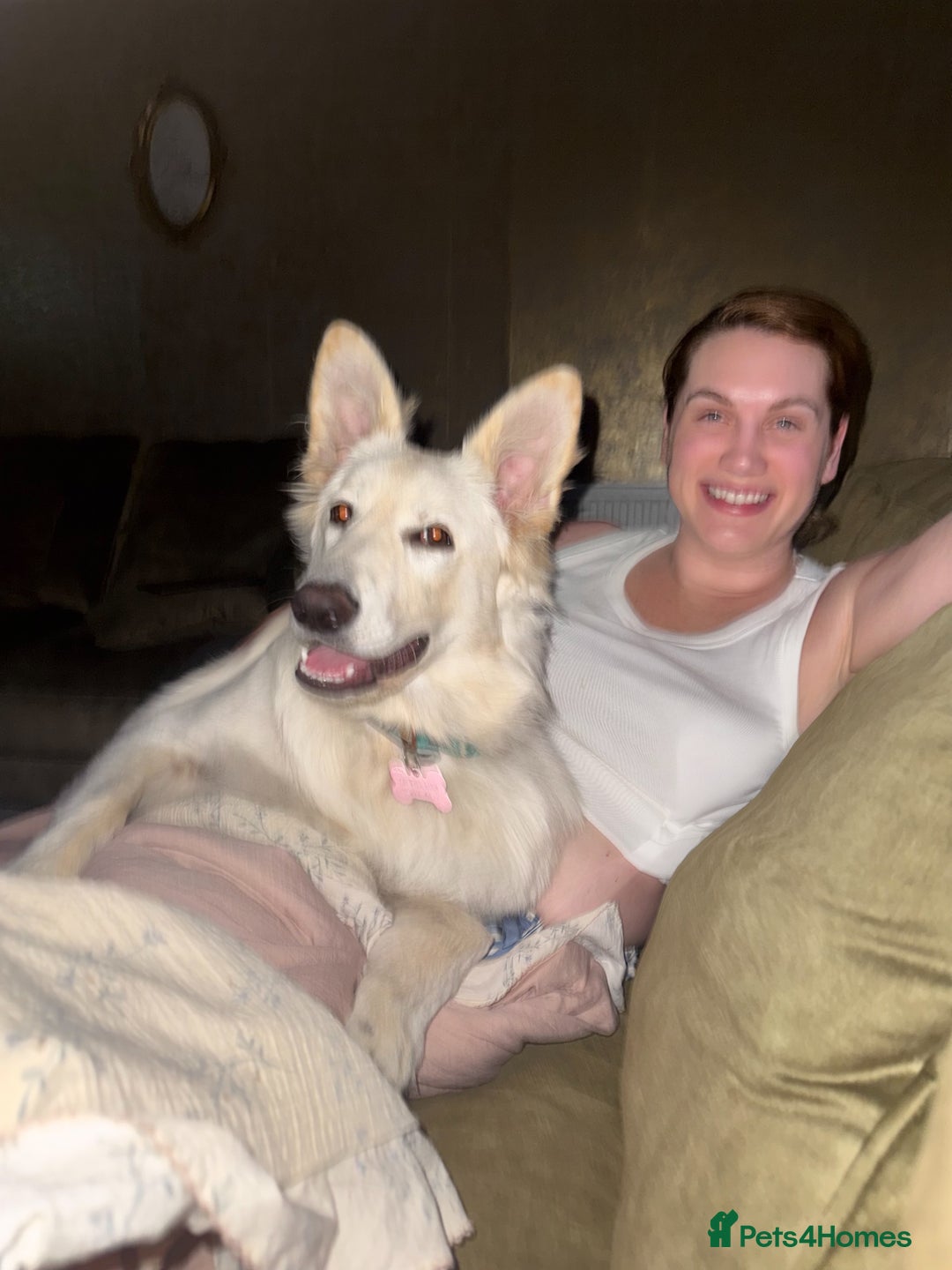 German Shepherd dogs for sale: Luna  - Advert 4