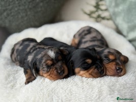 Miniature Dachshund dogs - Advert 12