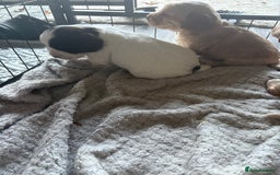 Cocker Spaniel dogs for sale: KC FTCH working cocker spaniel puppy’s  - Image 25