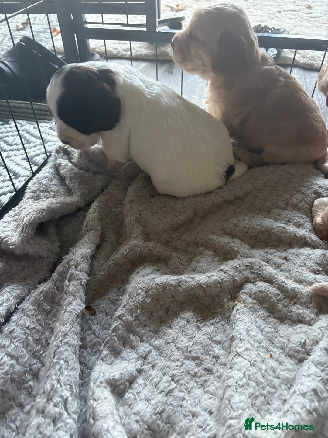 Cocker Spaniel dogs for sale: KC FTCH working cocker spaniel puppy’s  - Image 25