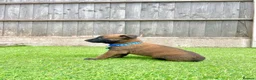 Belgian Shepherd Dog dogs for sale: KC Belgian Malinois Puppys for sale - Advert 7