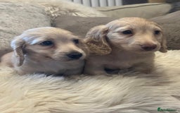 Miniature Dachshund dogs for sale: Longhairedd miniature dachshunds  - Image 15