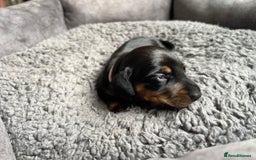 Miniature Dachshund dogs for sale: Miniature dachshund mix priced  - Image 4