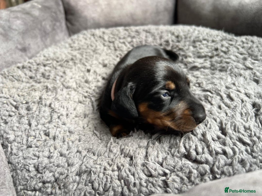 Miniature Dachshund dogs for sale: Miniature dachshund mix priced  - Image 4