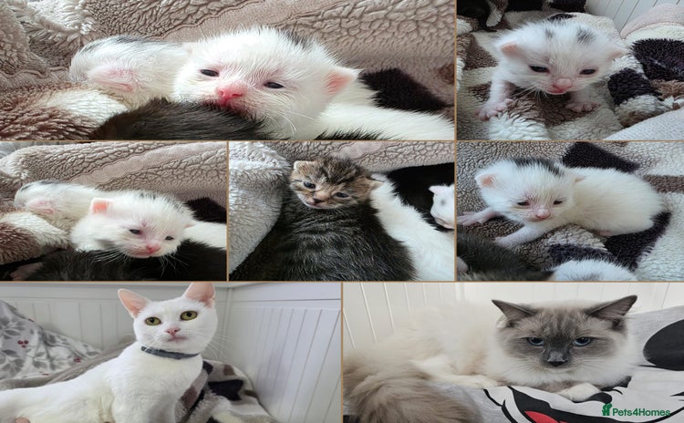 Mixed Breed cats Mixed kittens😻😽Ragdoll x domestic 🙀👌 - Advert 5