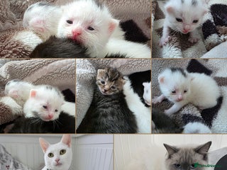 Mixed Breed cats Mixed kittens😻😽Ragdoll x domestic 🙀👌 - Advert 6