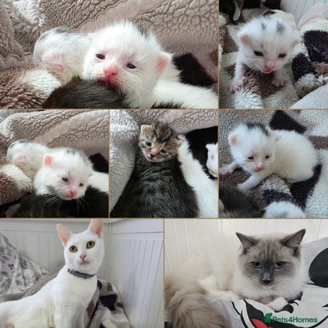Mixed Breed cats Mixed kittens😻😽Ragdoll x domestic 🙀👌 - Advert 5