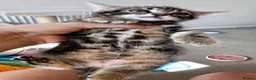 Mixed Breed cats for sale: Adorable bengal&tabby mix kittens  - Advert 13