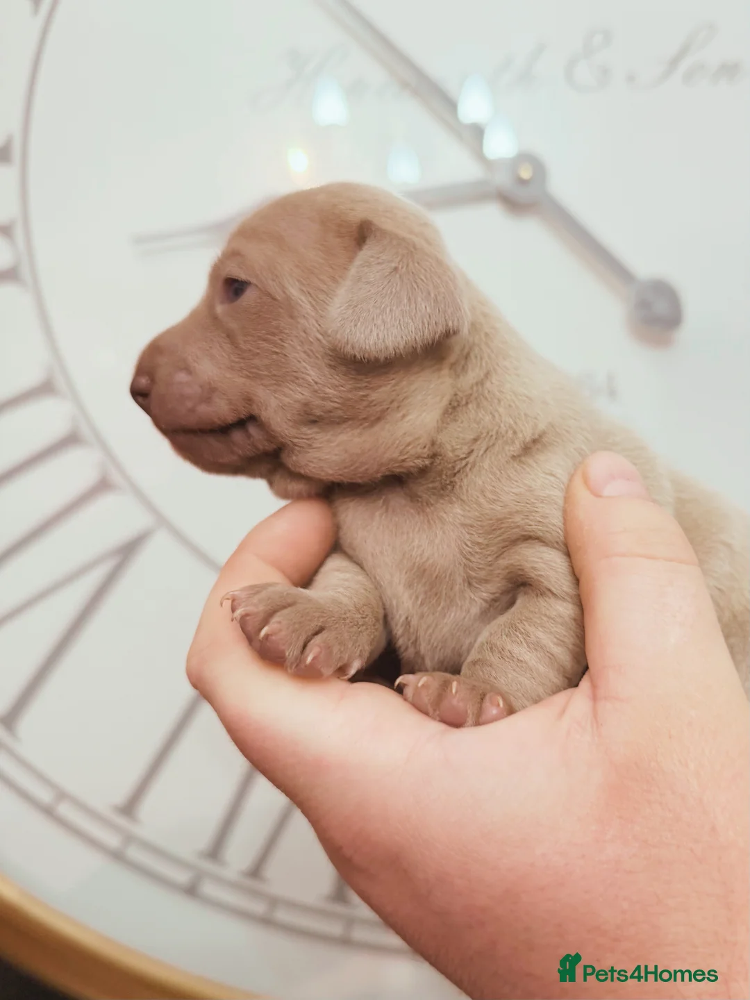 Chiweenie dogs for sale: 3 beautiful baby Chiweenie girls ready early March - Advert 5