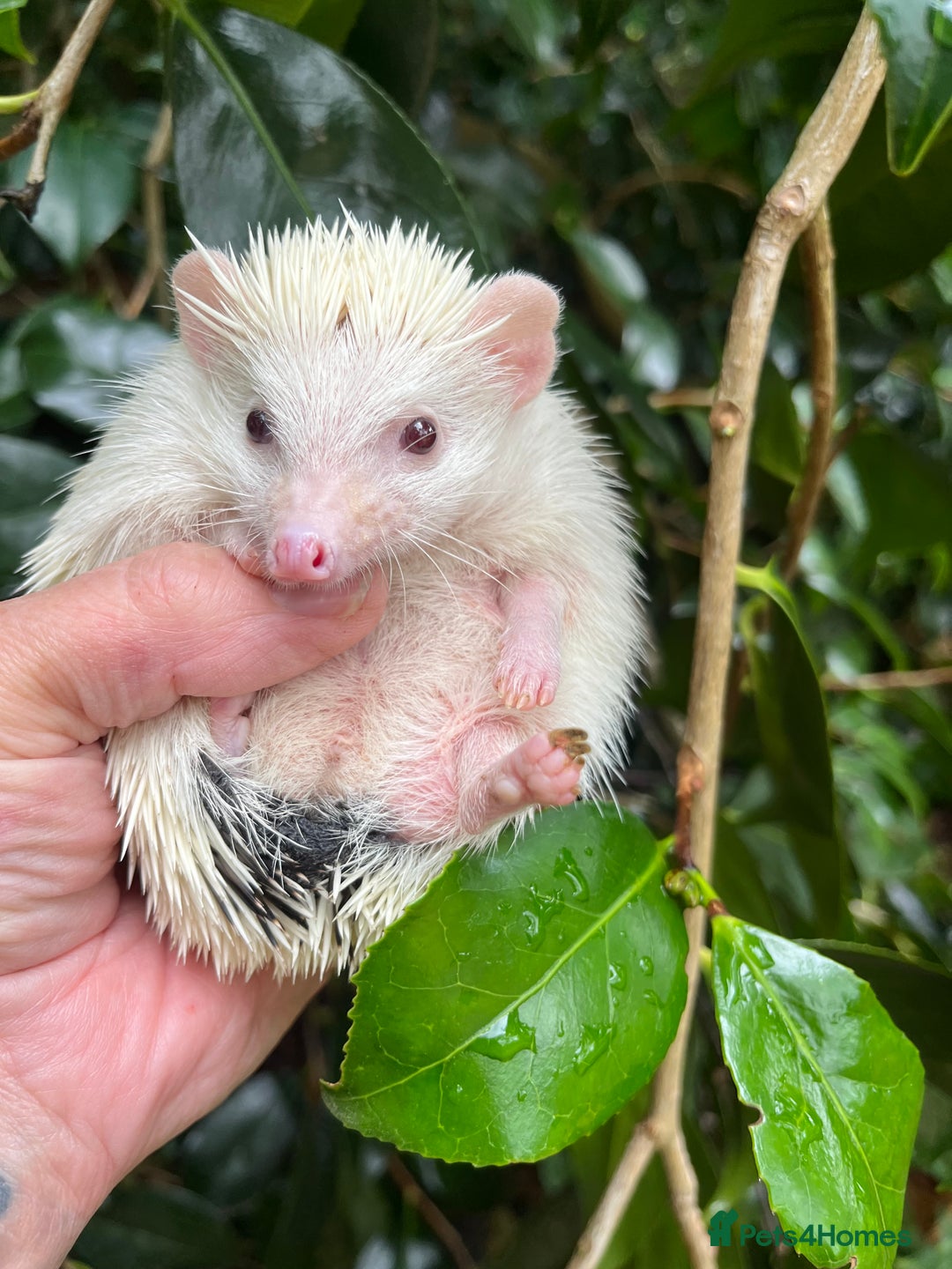 Pygmy Hedgehog rodents for sale: Stunning super friendly hoglets ready now!  - Image 19