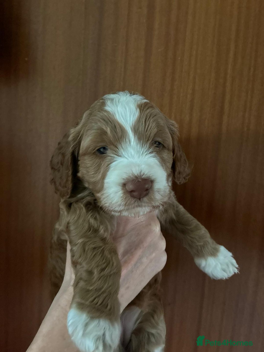 Cockapoo dogs for sale: Adorable F1 cockapoos for sale  - Image 11