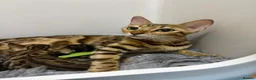 Bengal cats for sale: Pedigree Bengal Kittens - Advert 5