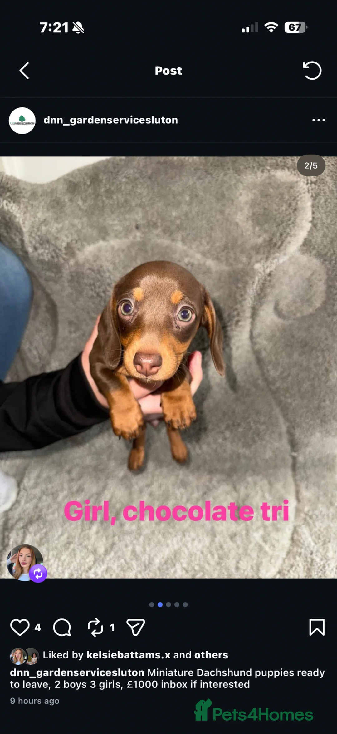 Miniature Dachshund dogs for sale: Miniature dachshund  - Advert 2